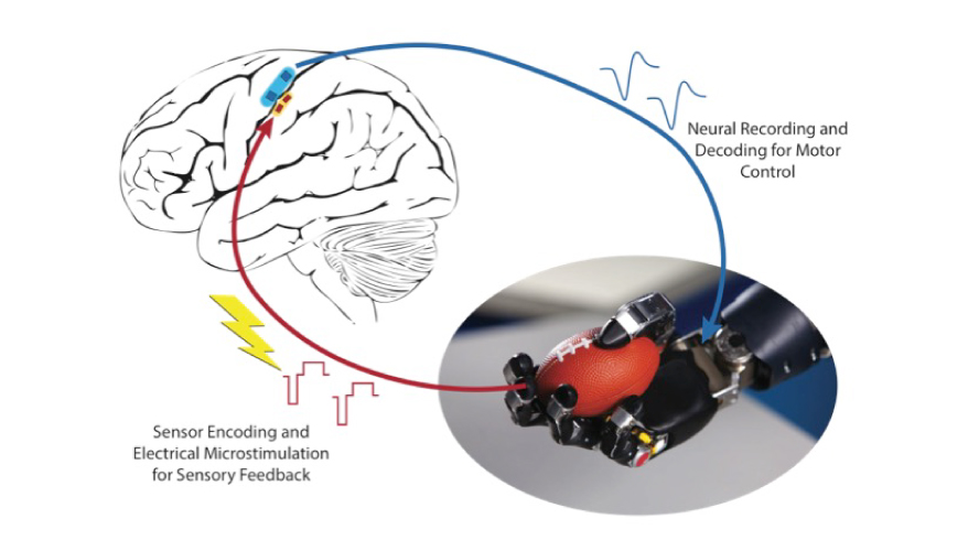 Photo source: Rehab Neural Engineering Labs, University of Pittsburgh